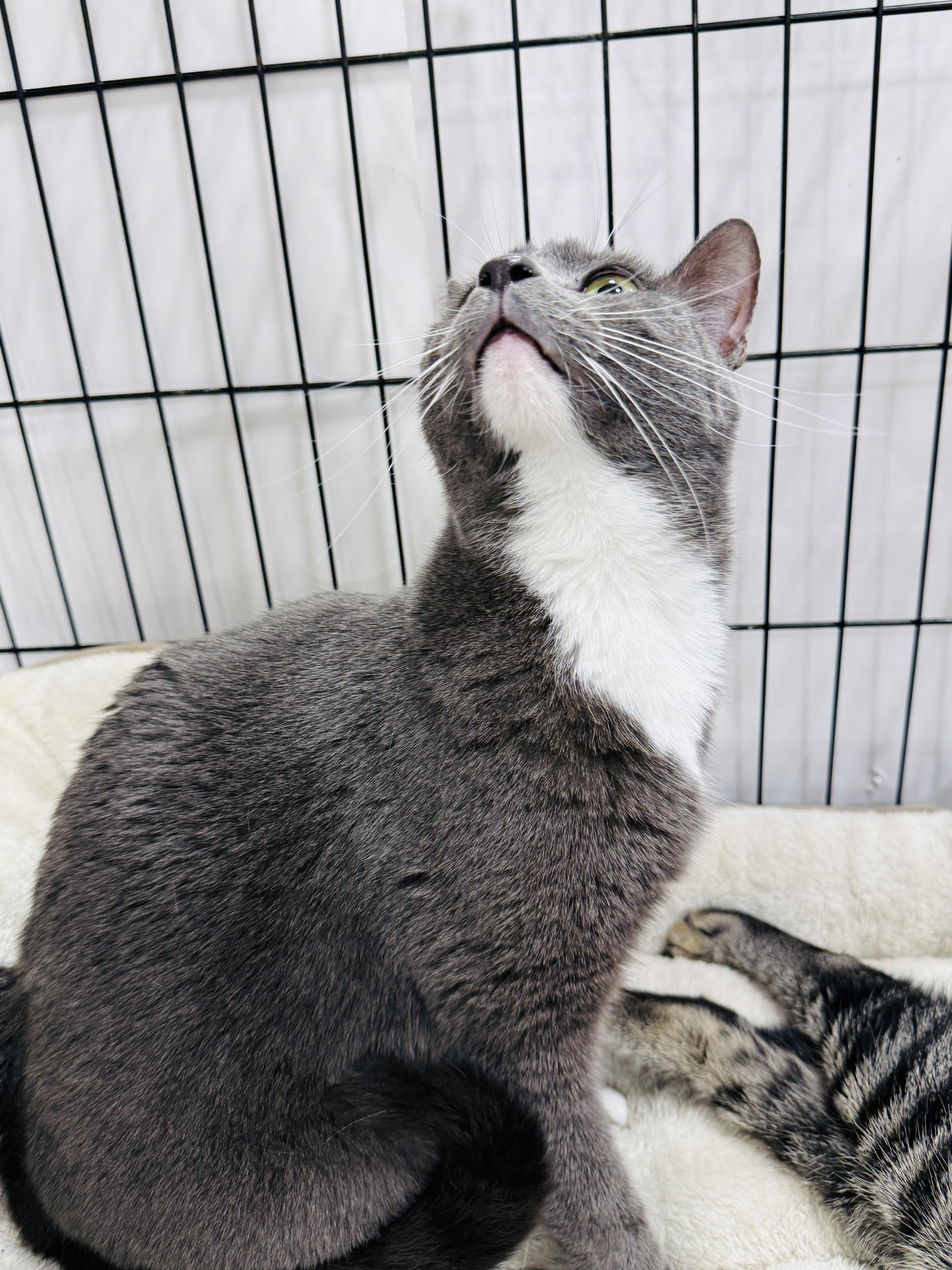 Emma, a ADOPTABLE Domestic Short Hair in Kissimmee, FL image 3/4