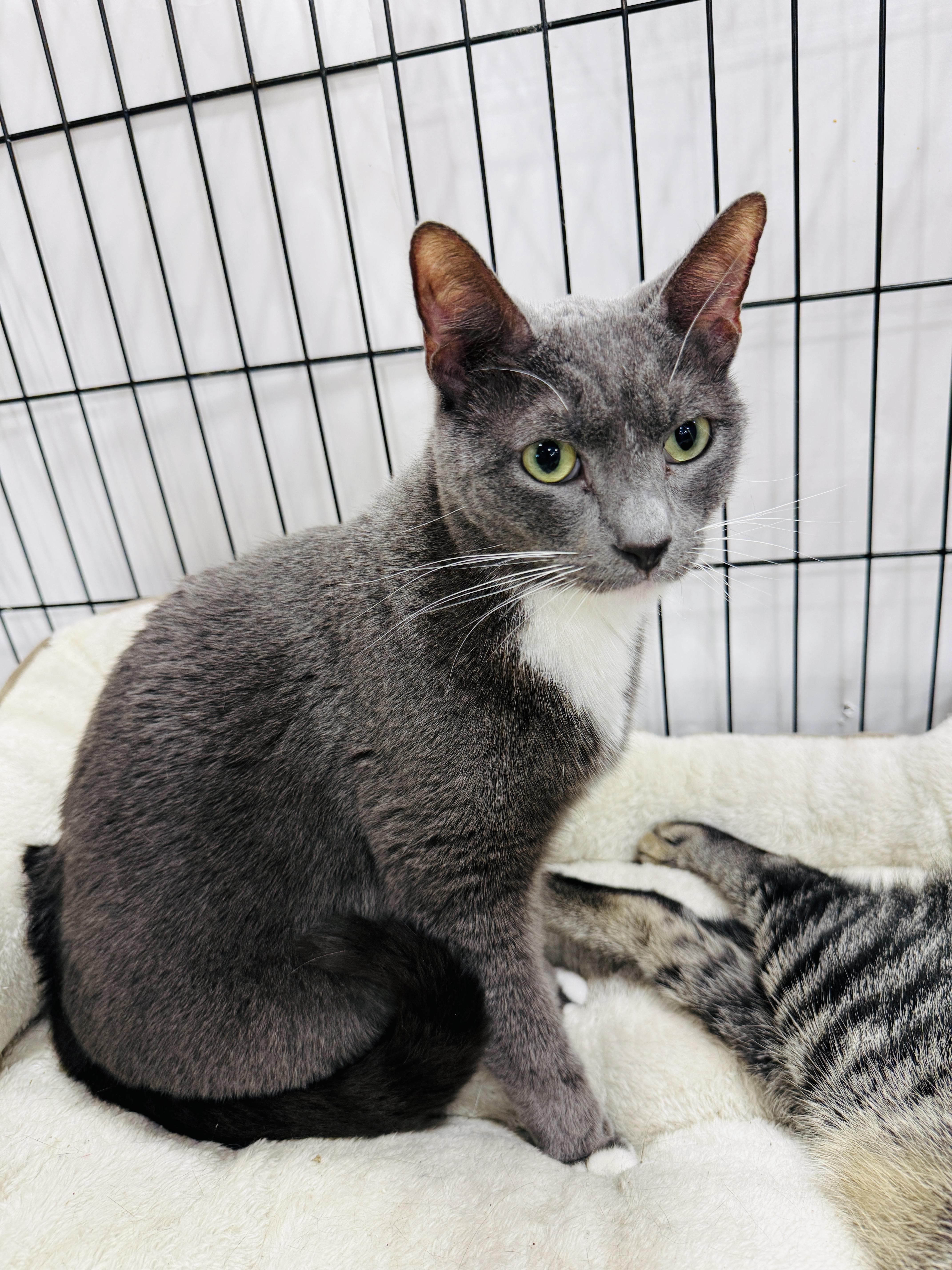 Emma, ADOPTABLE, Adult Female Domestic Short Hair.