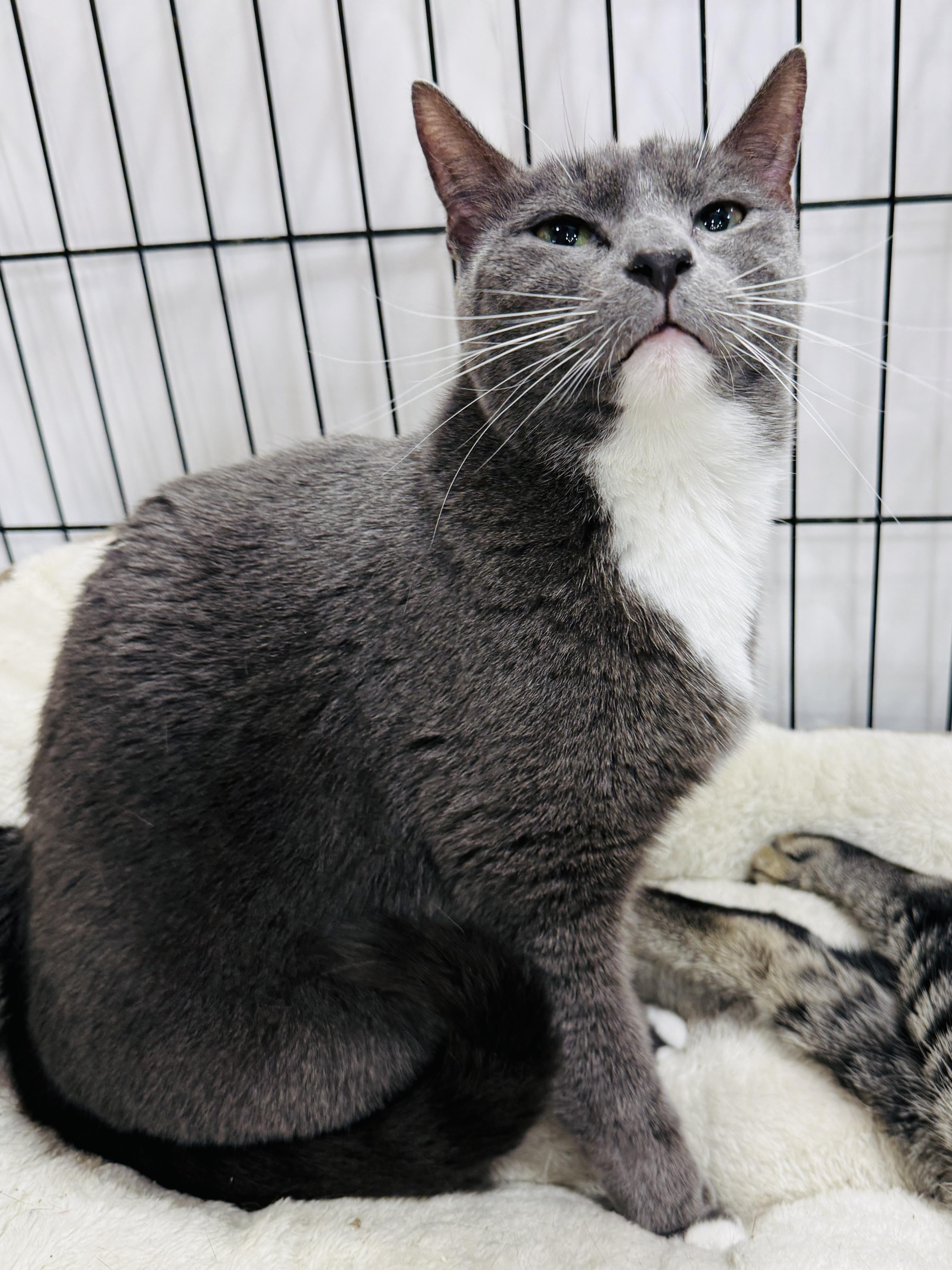 Emma, a ADOPTABLE Domestic Short Hair in Kissimmee, FL image 2/4