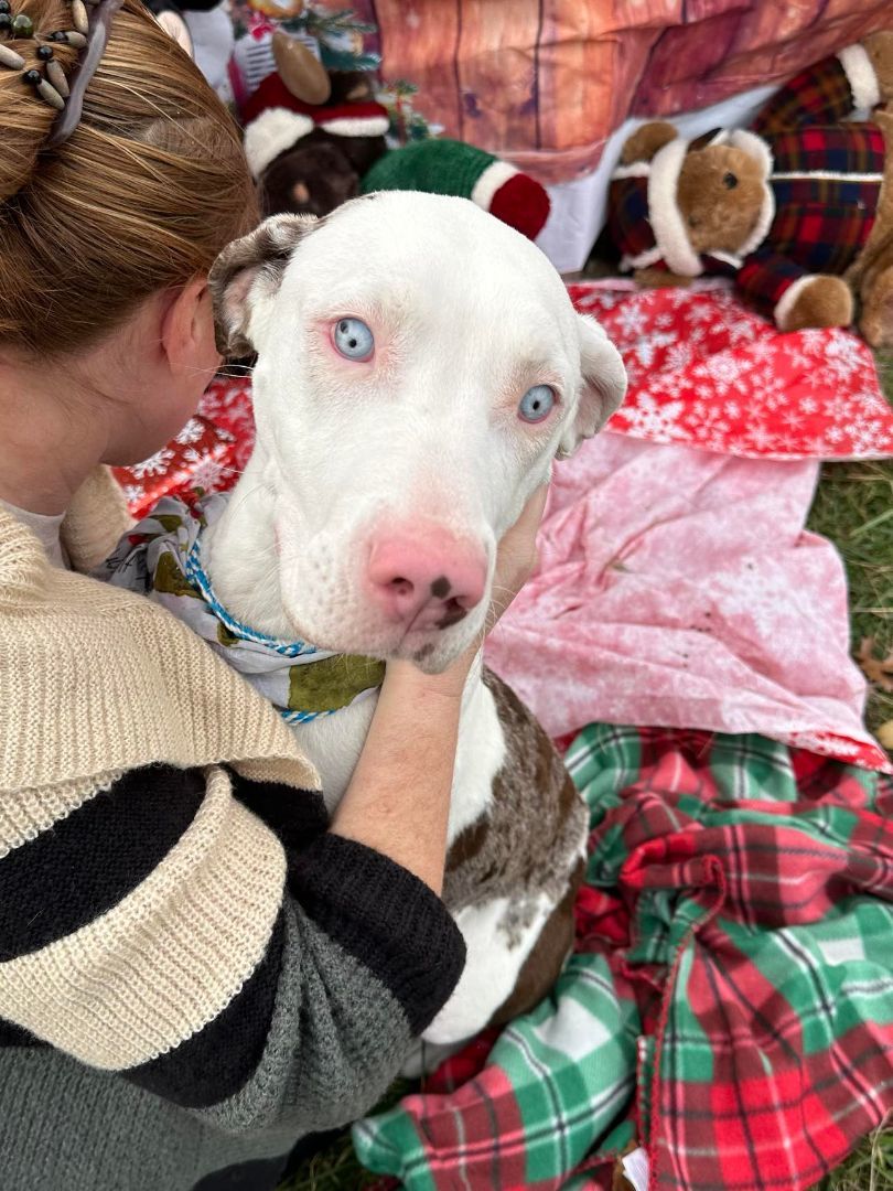 Wilma, Adopted, Adult Female Catahoula Leopard Dog.