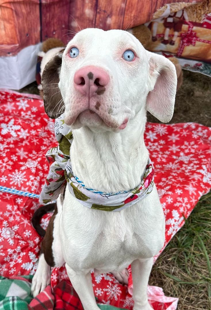 Wilma, a Adopted Catahoula Leopard Dog in Sweetwater, TN image 2/2