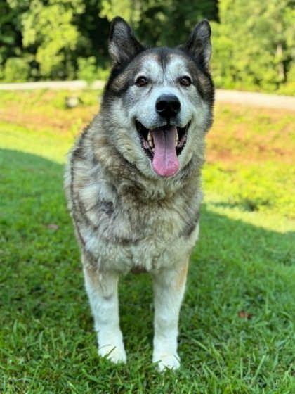 Kodiak, Adoptable, Adult Male Alaskan Malamute & Mixed Breed.