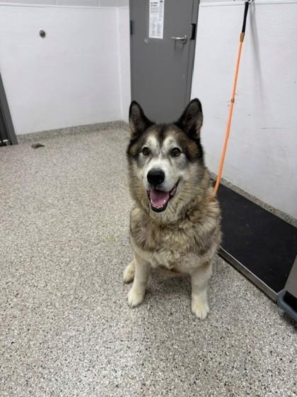 Enlarge Kodiak, a Adoptable mixed breed in Gastonia, NC image 2/3