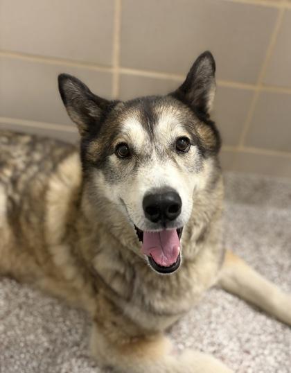 Enlarge Kodiak, a Adoptable mixed breed in Gastonia, NC image 3/3