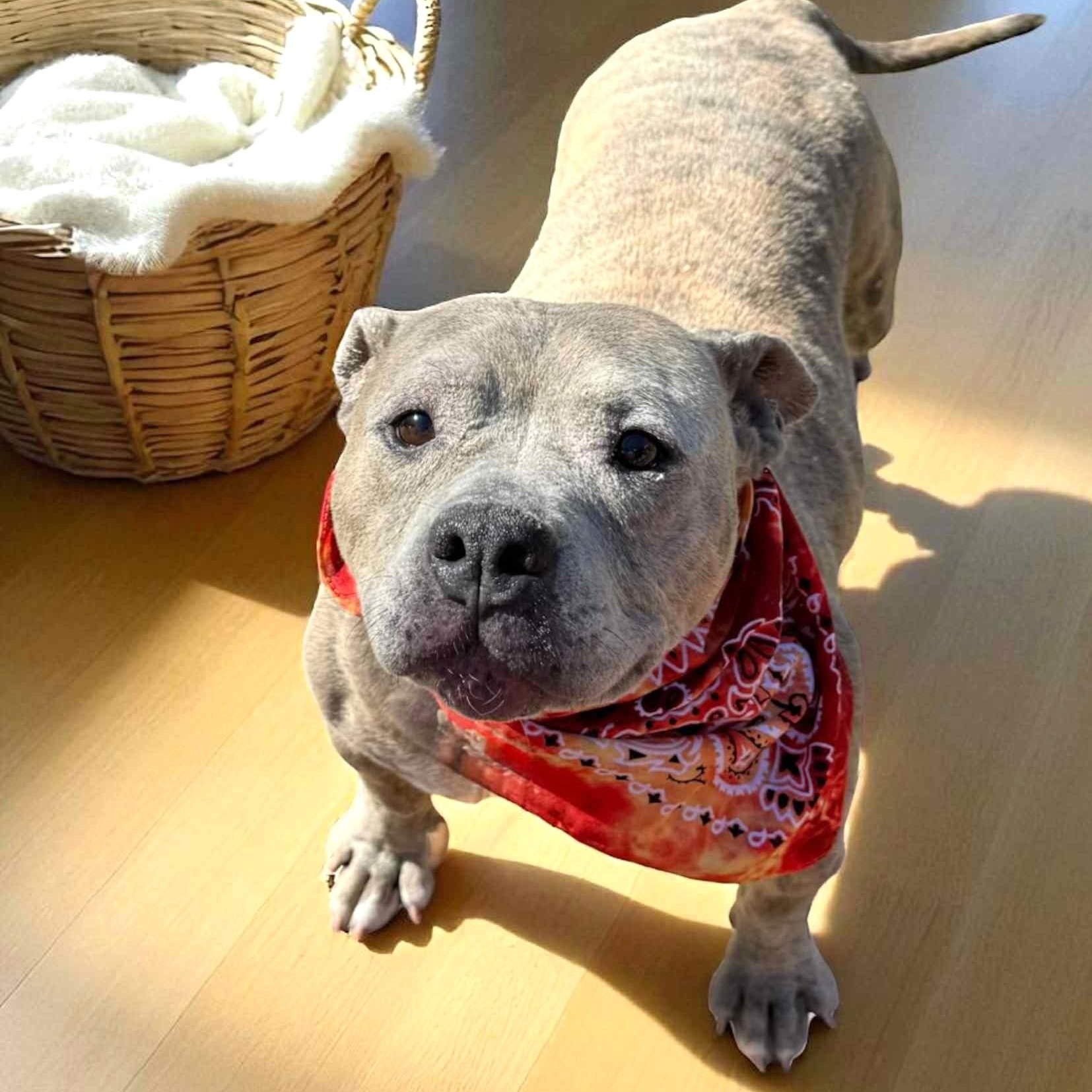 Enlarge RORY, a Adoptable mixed breed in Burton, MI image 4/6