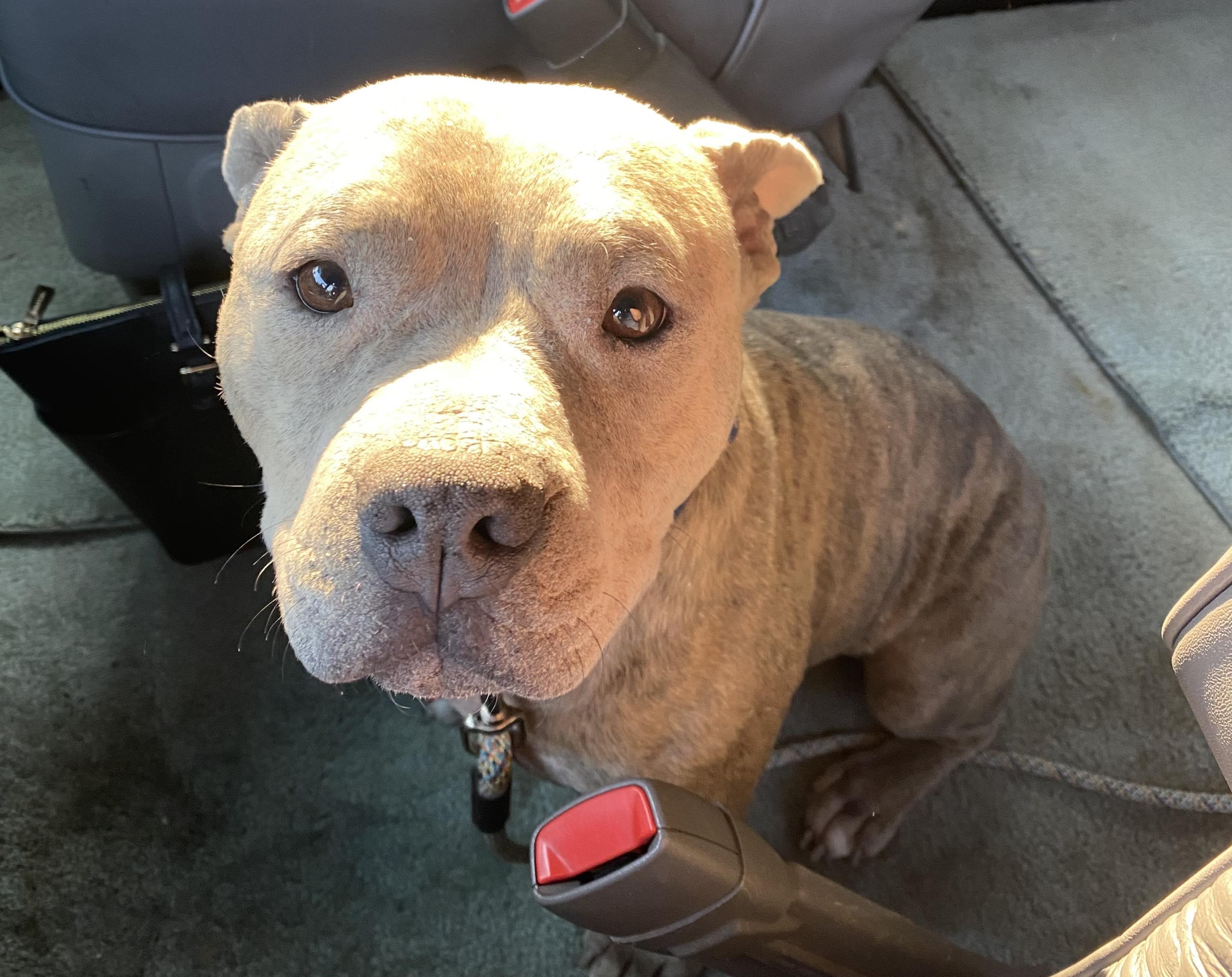 Enlarge RORY, a Adoptable mixed breed in Burton, MI image 5/6