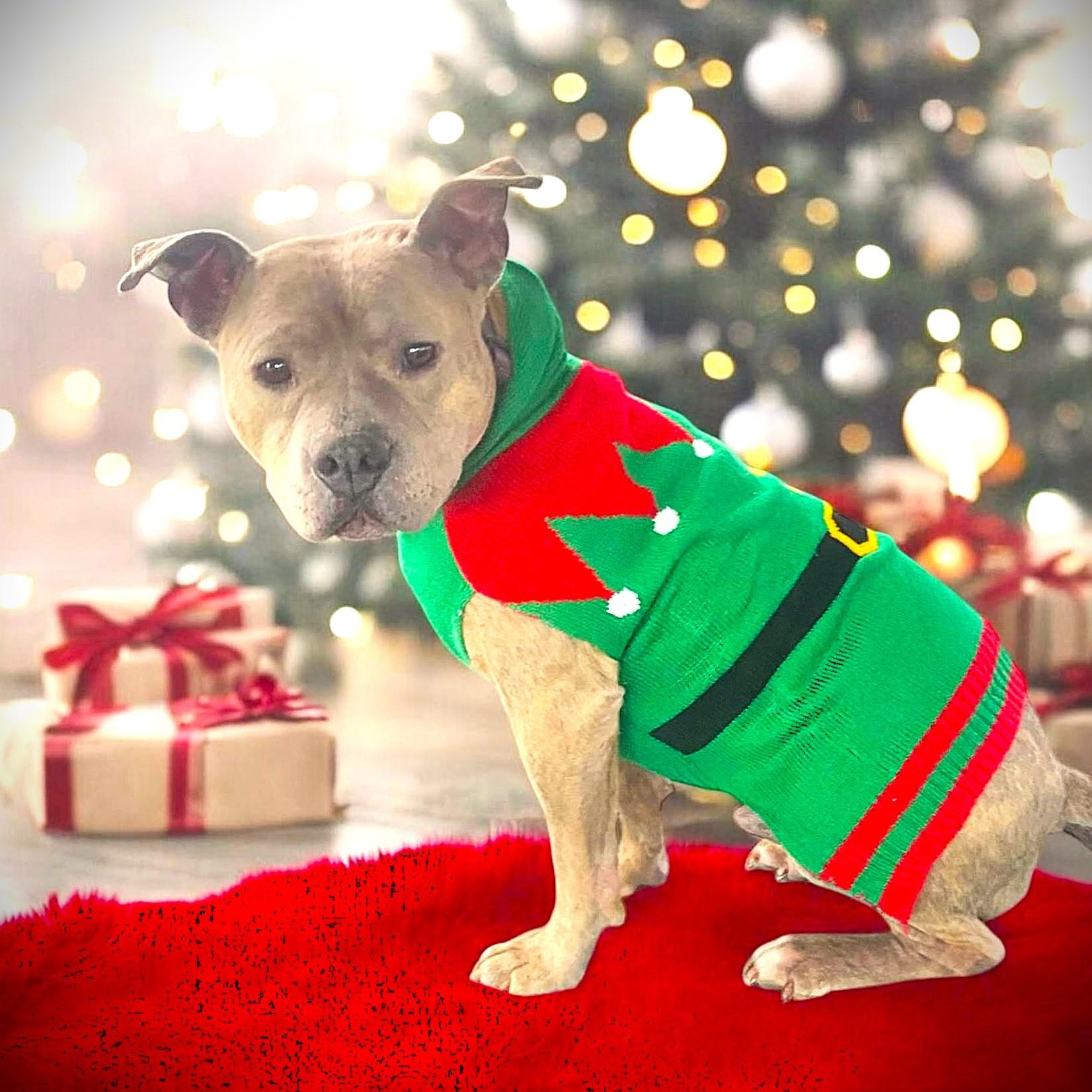 Enlarge RORY, a Adoptable mixed breed in Burton, MI image 1/6