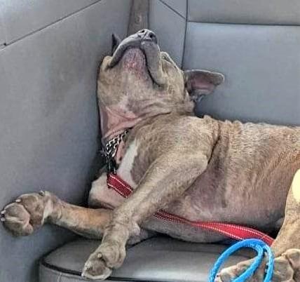 Enlarge RORY, a Adoptable mixed breed in Burton, MI image 6/6