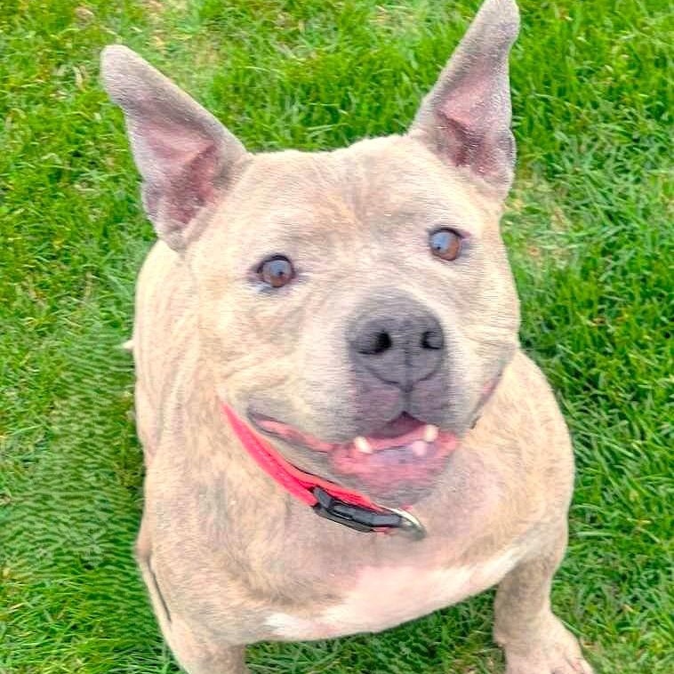 Enlarge RORY, a Adoptable mixed breed in Burton, MI image 5/6