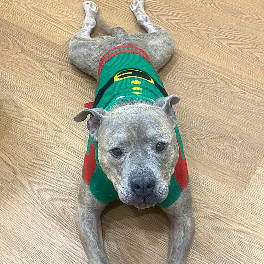 Enlarge RORY, a Adoptable mixed breed in Burton, MI image 6/6