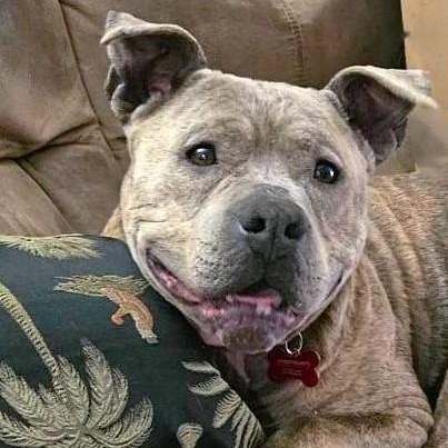 Enlarge RORY, a Adoptable mixed breed in Burton, MI image 1/6