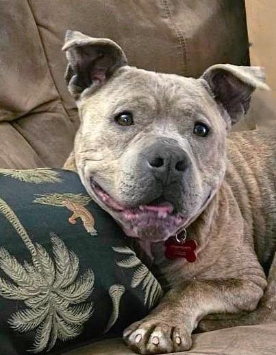 Enlarge RORY, a Adoptable mixed breed in Burton, MI image 2/6