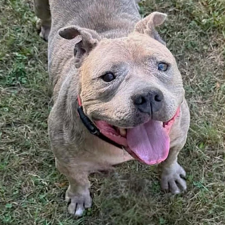 Enlarge RORY, a Adoptable mixed breed in Burton, MI image 6/6