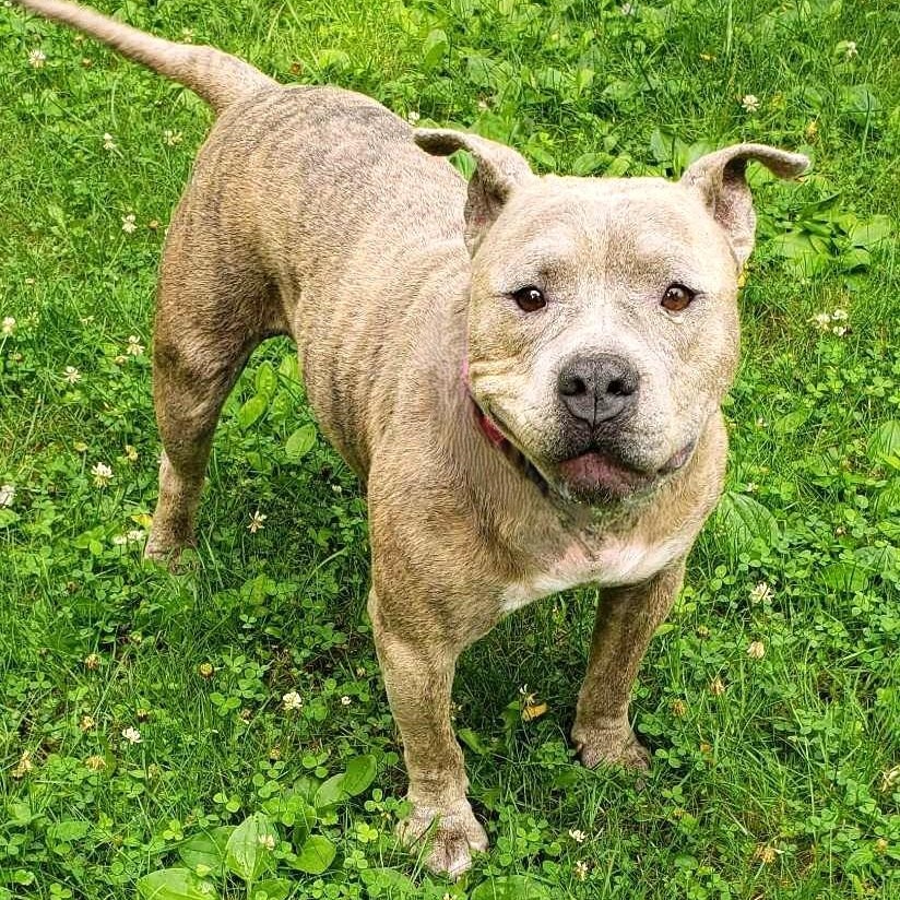 Enlarge RORY, a Adoptable mixed breed in Burton, MI image 3/6