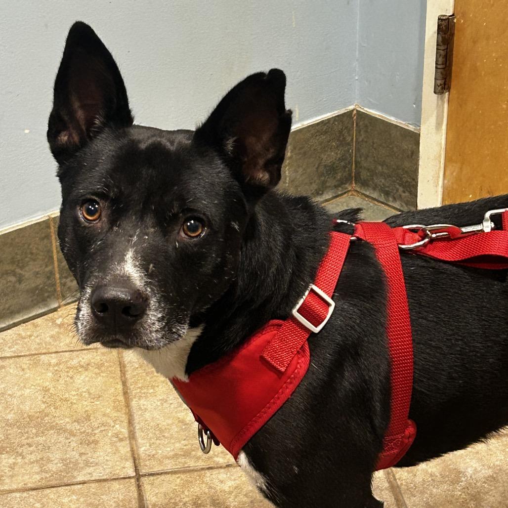 Enlarge Toto, a Adoptable Mixed Breed in Chattanooga, TN image 1/2