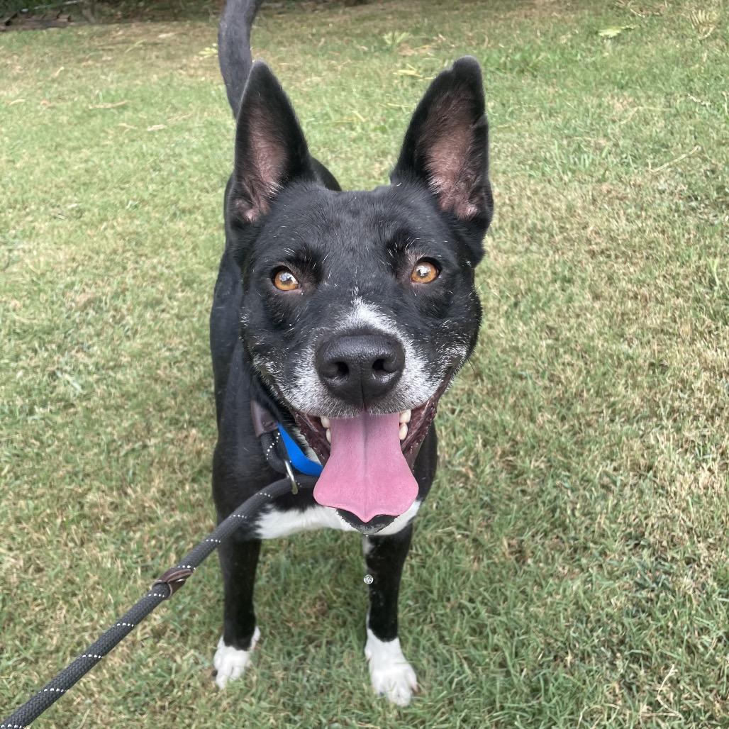 Enlarge Toto, a Adoptable Mixed Breed in Chattanooga, TN image 2/2