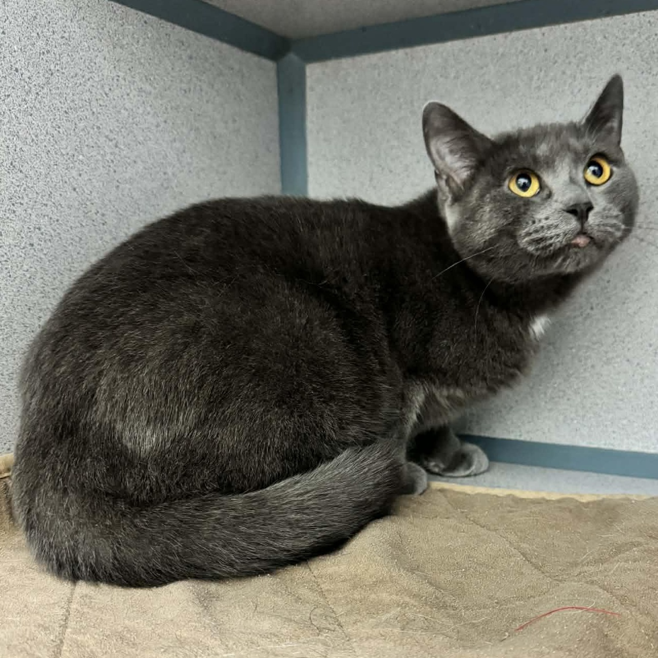 Carmen (FeLV+), an adoptable Domestic Short Hair in Waterloo, IA image 2/3