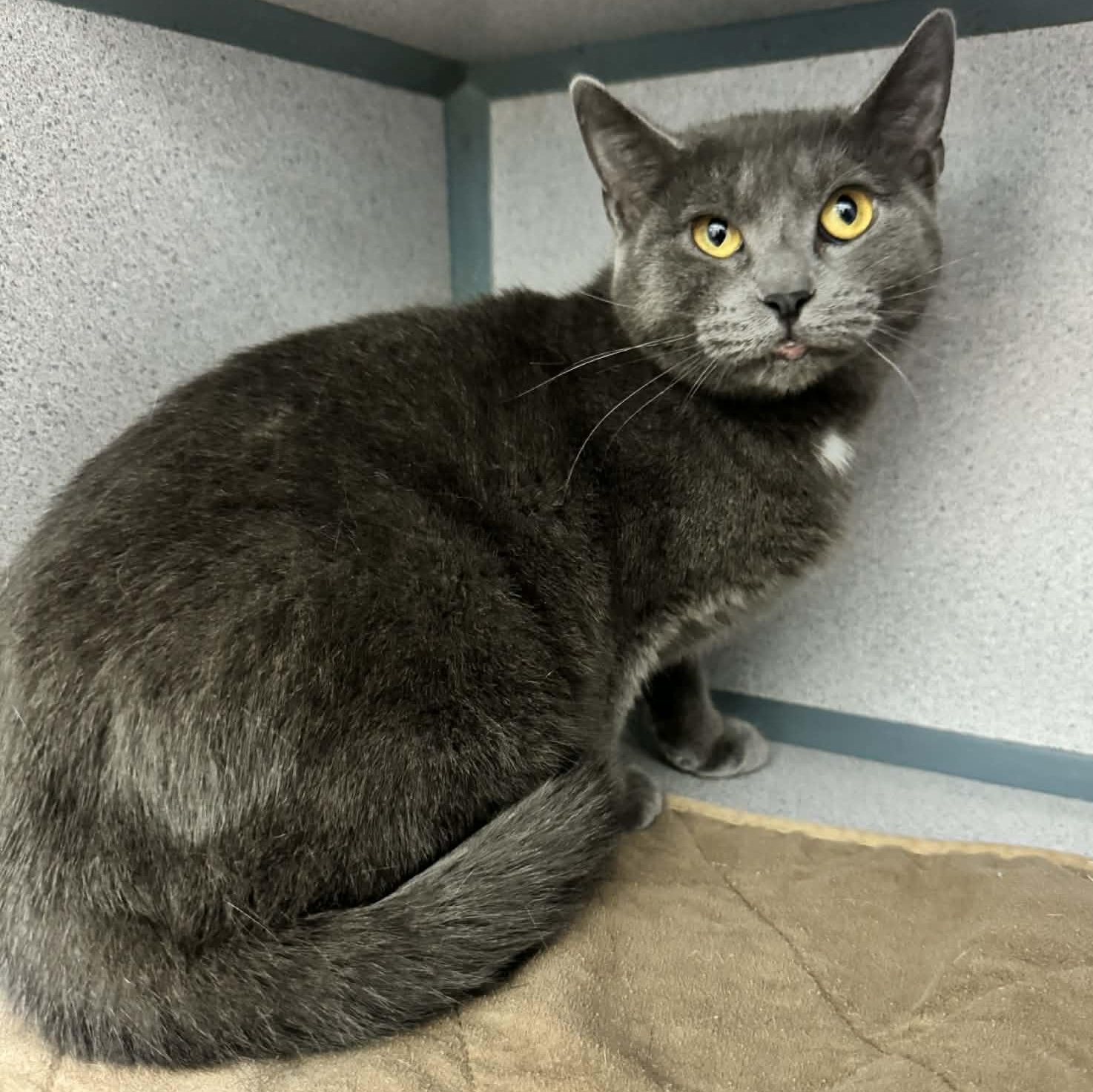 Carmen (FeLV+), adoptable, Young Female Domestic Short Hair.