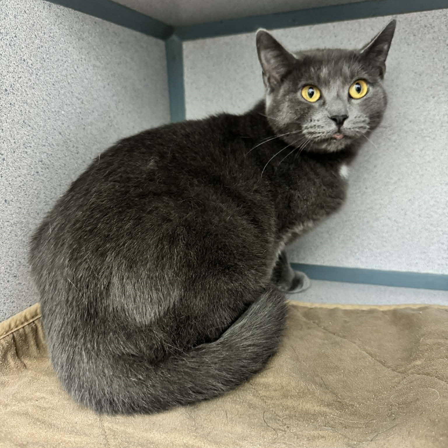 Carmen (FeLV+), an adoptable Domestic Short Hair in Waterloo, IA image 3/3