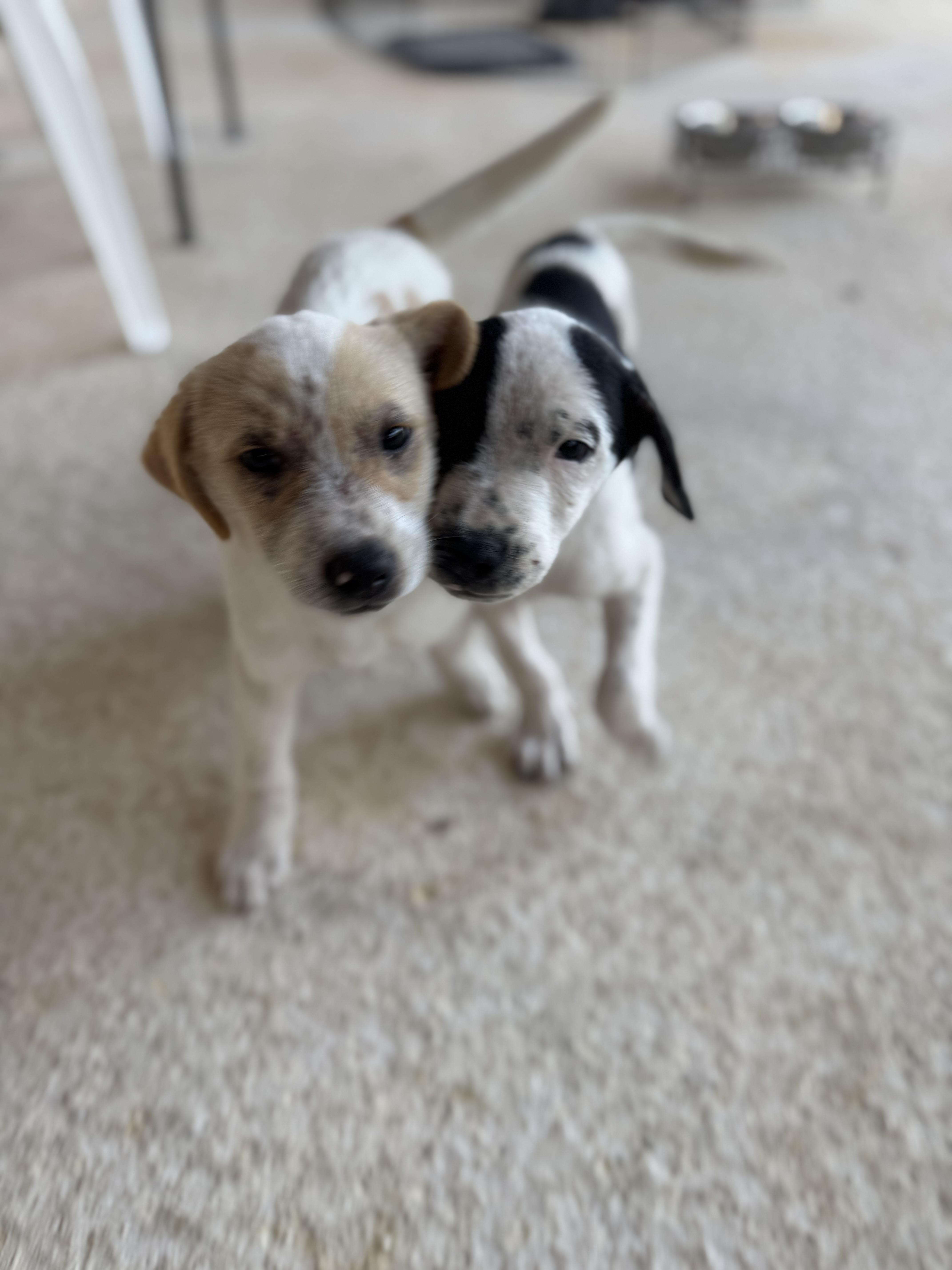 Enlarge Rumi - The Little Warrior, an adopted mixed breed in Scarsdale, NY image 4/6