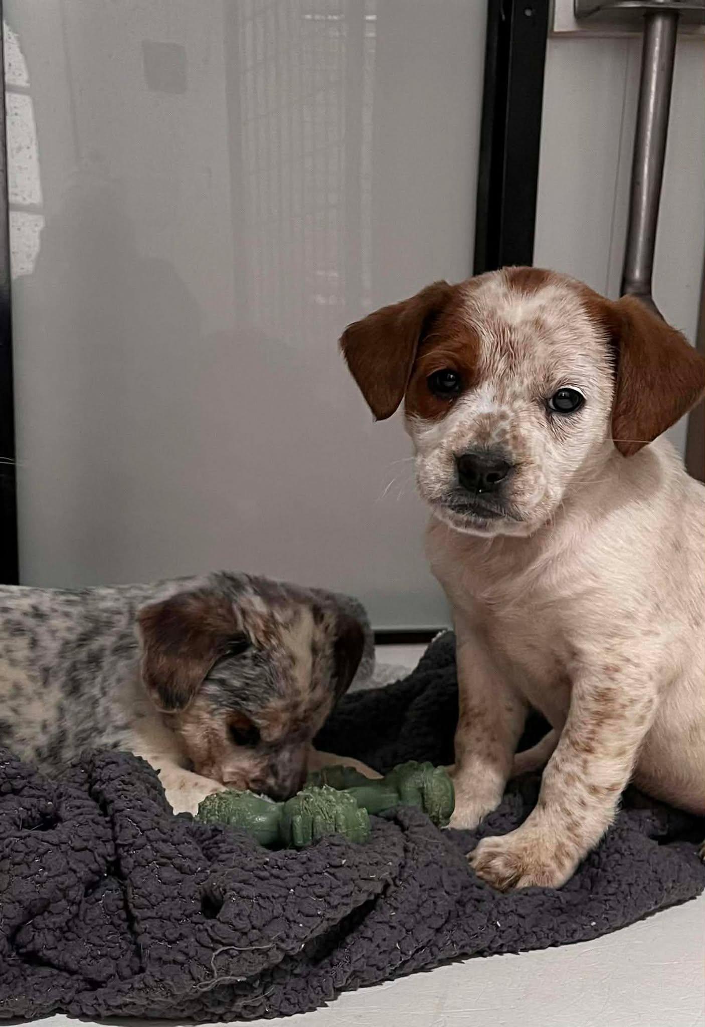 Enlarge Diamond, an adopted mixed breed in HONEY BROOK, PA image 3/6