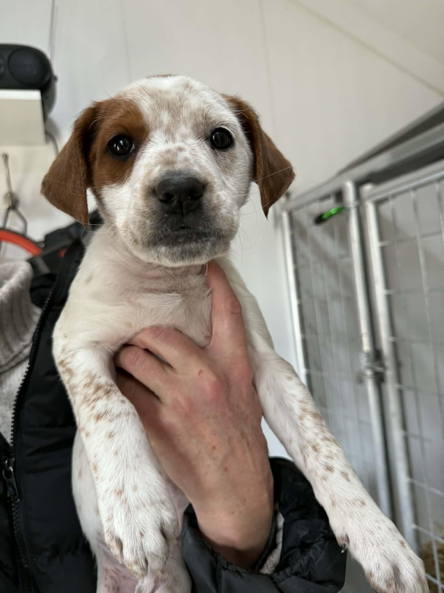 Diamond, adopted, Puppy Female English Coonhound.
