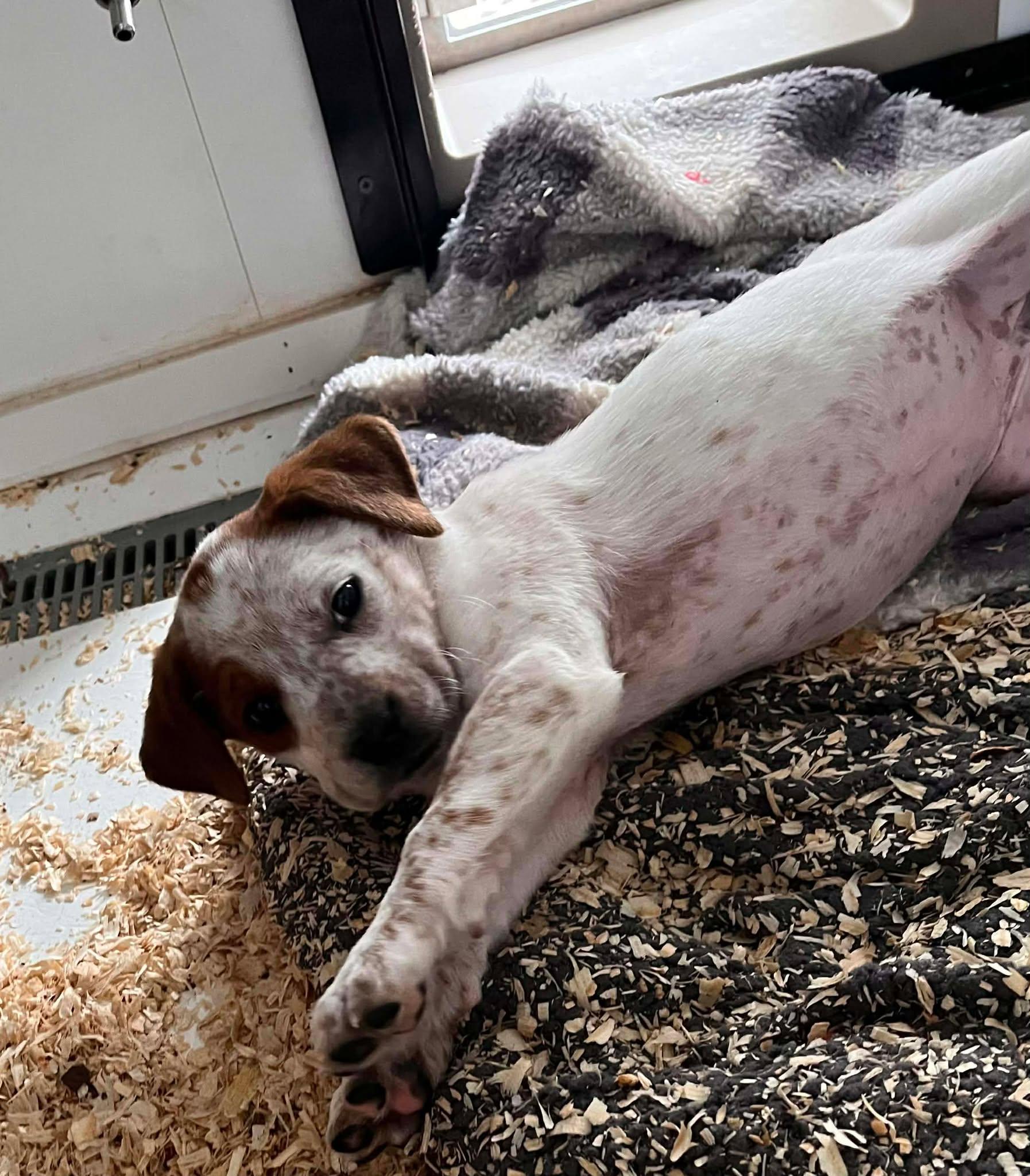 Enlarge Diamond, an adopted mixed breed in HONEY BROOK, PA image 4/6