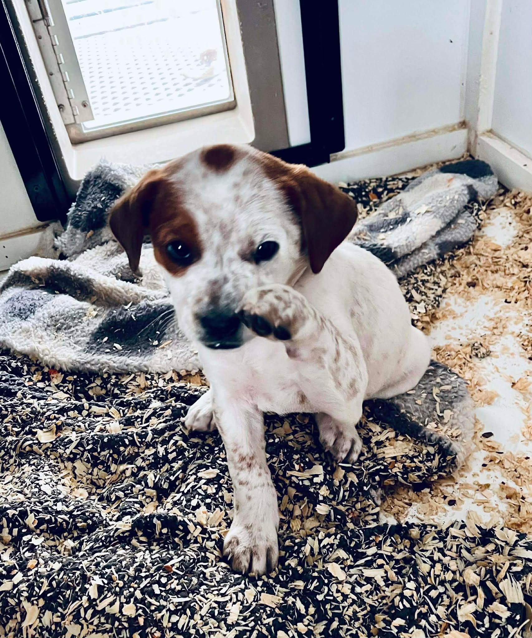 Enlarge Diamond, an adopted mixed breed in HONEY BROOK, PA image 2/6