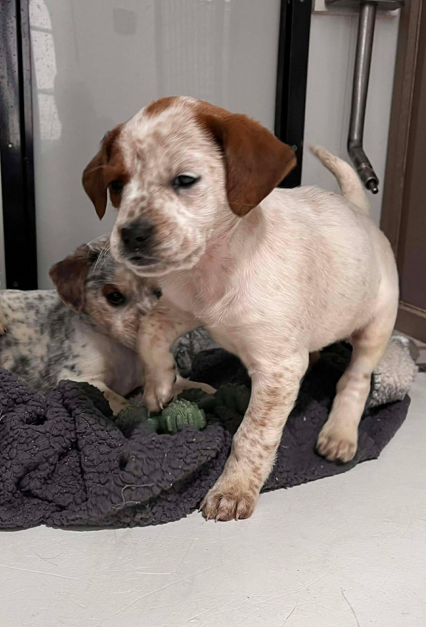 Enlarge Diamond, an adopted mixed breed in HONEY BROOK, PA image 5/6