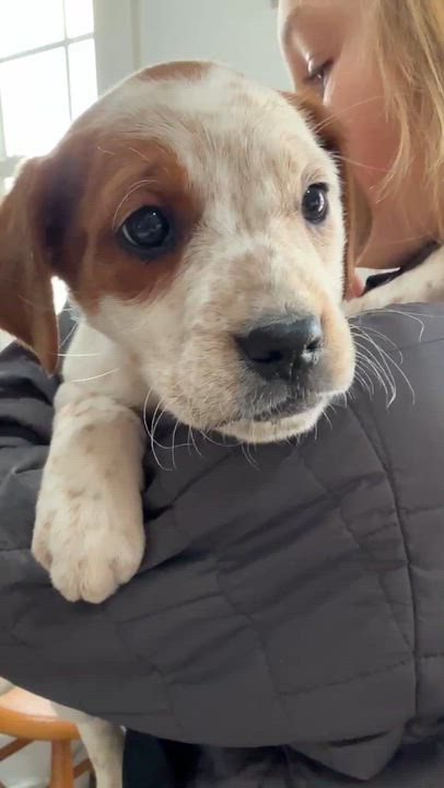 Enlarge Diamond, an adopted mixed breed in HONEY BROOK, PA video 6/6