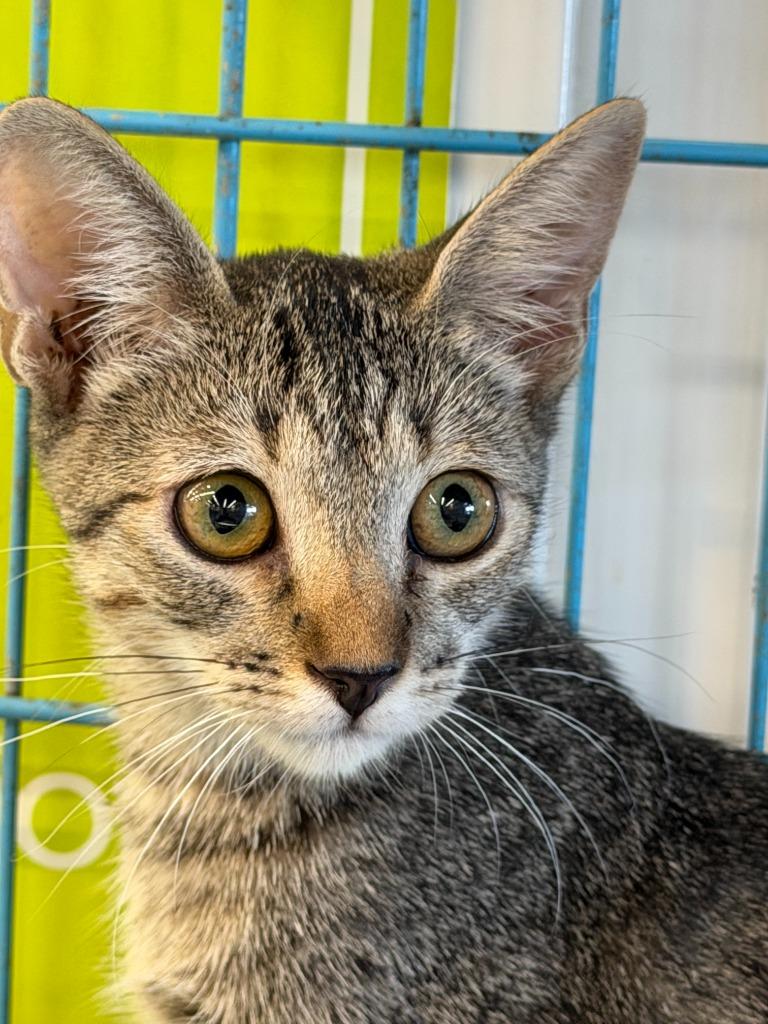 Claire, Adopted, Kitten Female Domestic Short Hair.