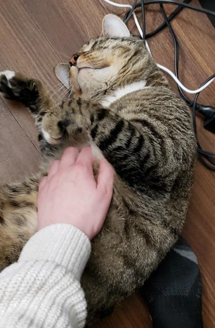 Dewey, Adoptable, Adult Male Domestic Short Hair & Domestic Short Hair.