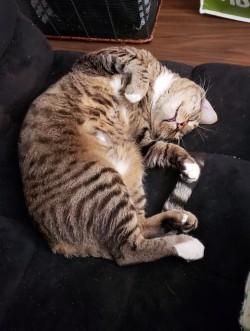 Dewey, a Adoptable Domestic Short Hair in Bellevue, WA image 2/3