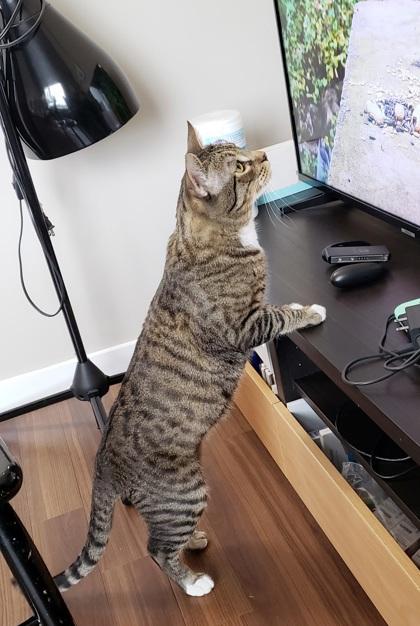 Dewey, a Adoptable Domestic Short Hair in Bellevue, WA image 3/3