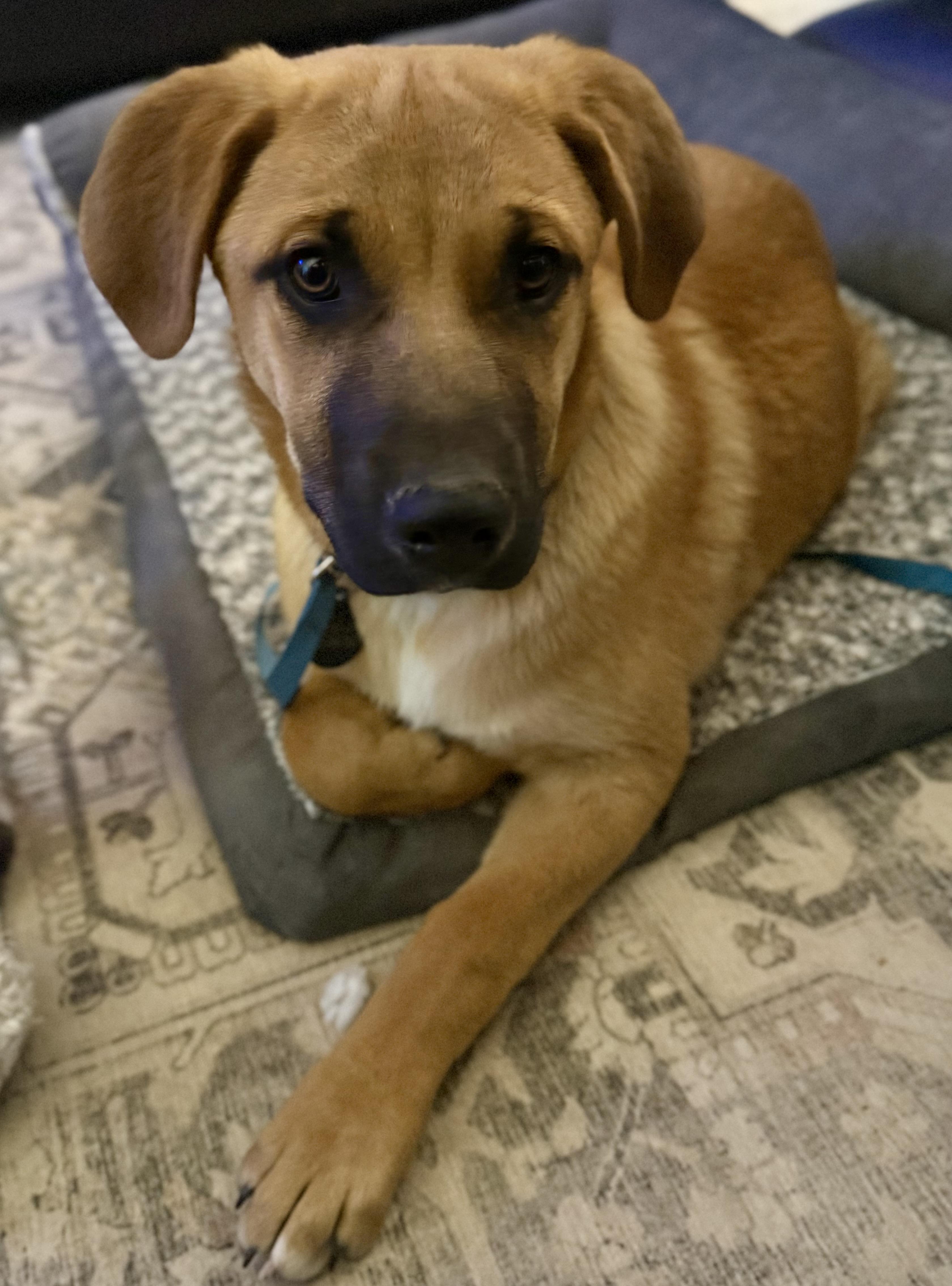 Enlarge Ska, a ADOPTABLE mixed breed in Pagosa Springs, CO image 1/1