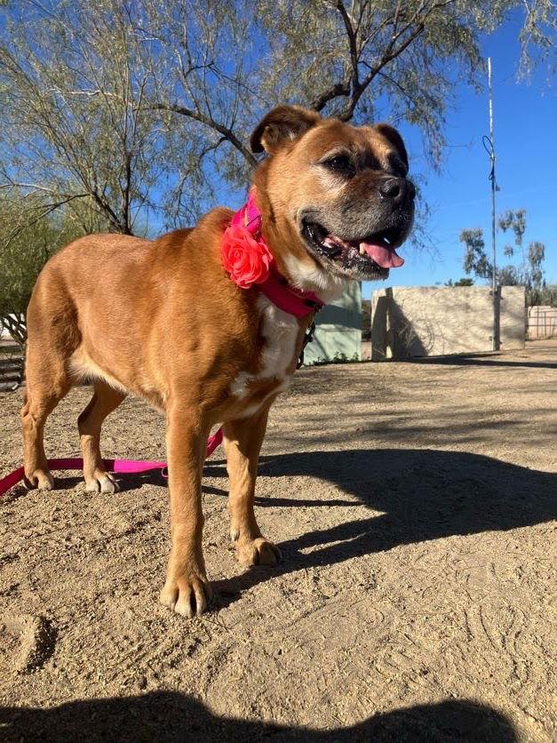 Enlarge Rosie, a ADOPTABLE mixed breed in Scottsdale, AZ image 4/5