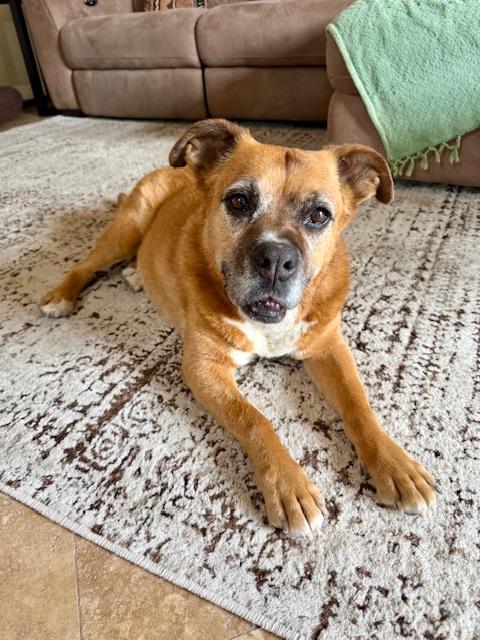 Enlarge Rosie, a ADOPTABLE mixed breed in Scottsdale, AZ image 1/6