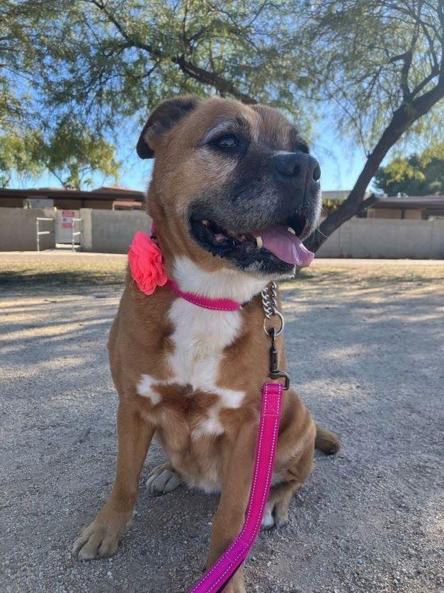 Enlarge Rosie, a ADOPTABLE mixed breed in Scottsdale, AZ image 1/5