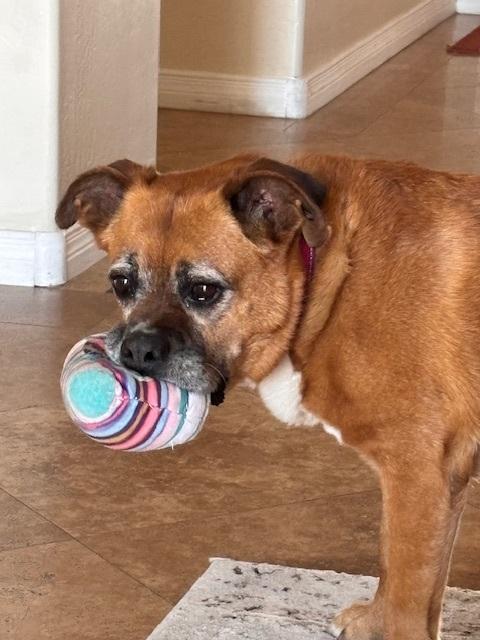 Enlarge Rosie, a ADOPTABLE mixed breed in Scottsdale, AZ image 3/6