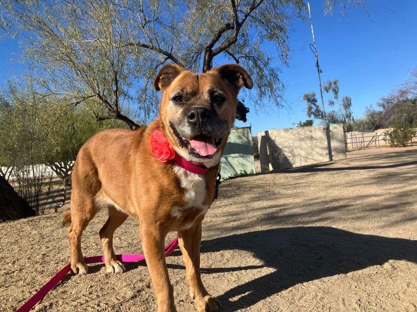 Enlarge Rosie, a ADOPTABLE mixed breed in Scottsdale, AZ image 3/5