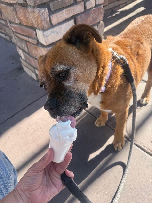 Enlarge Rosie, a ADOPTABLE mixed breed in Scottsdale, AZ image 2/5