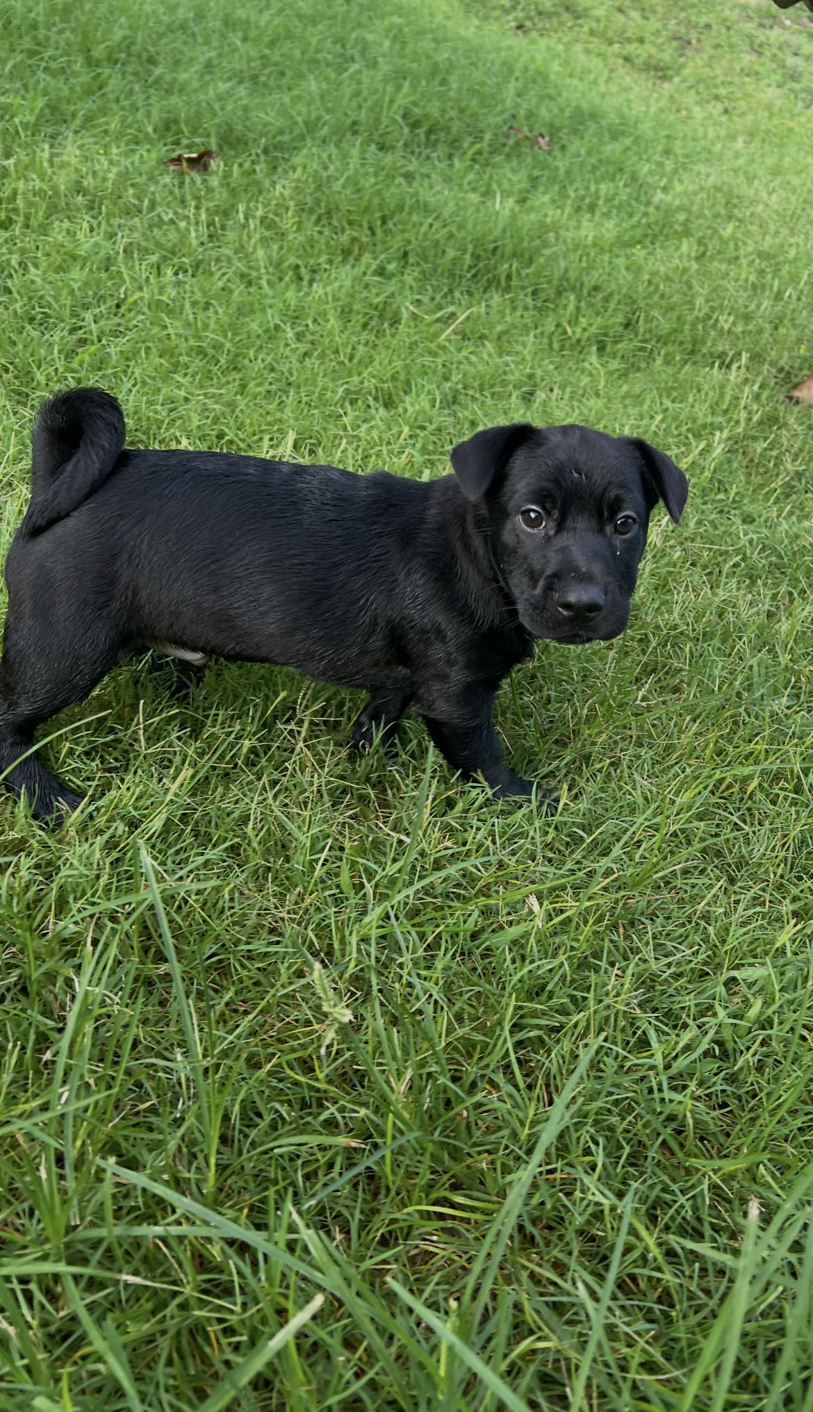 Simeon, Adoptable, Puppy Male Dachshund.