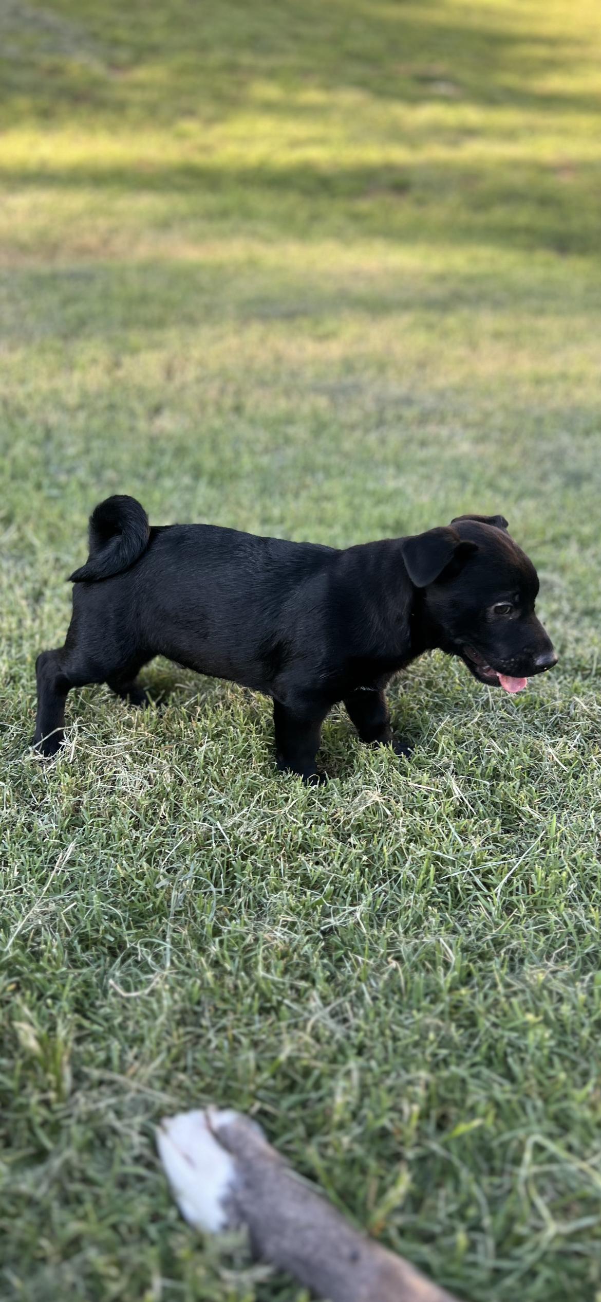 Enlarge Simeon, a Adoptable Dachshund in St. Louis, MO image 2/3