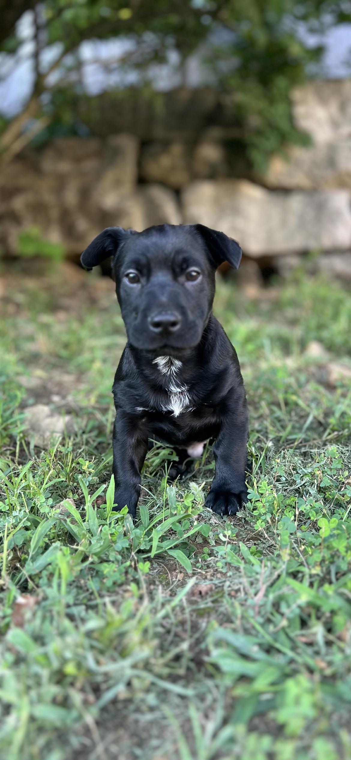 Enlarge Simeon, a Adoptable Dachshund in St. Louis, MO image 3/3