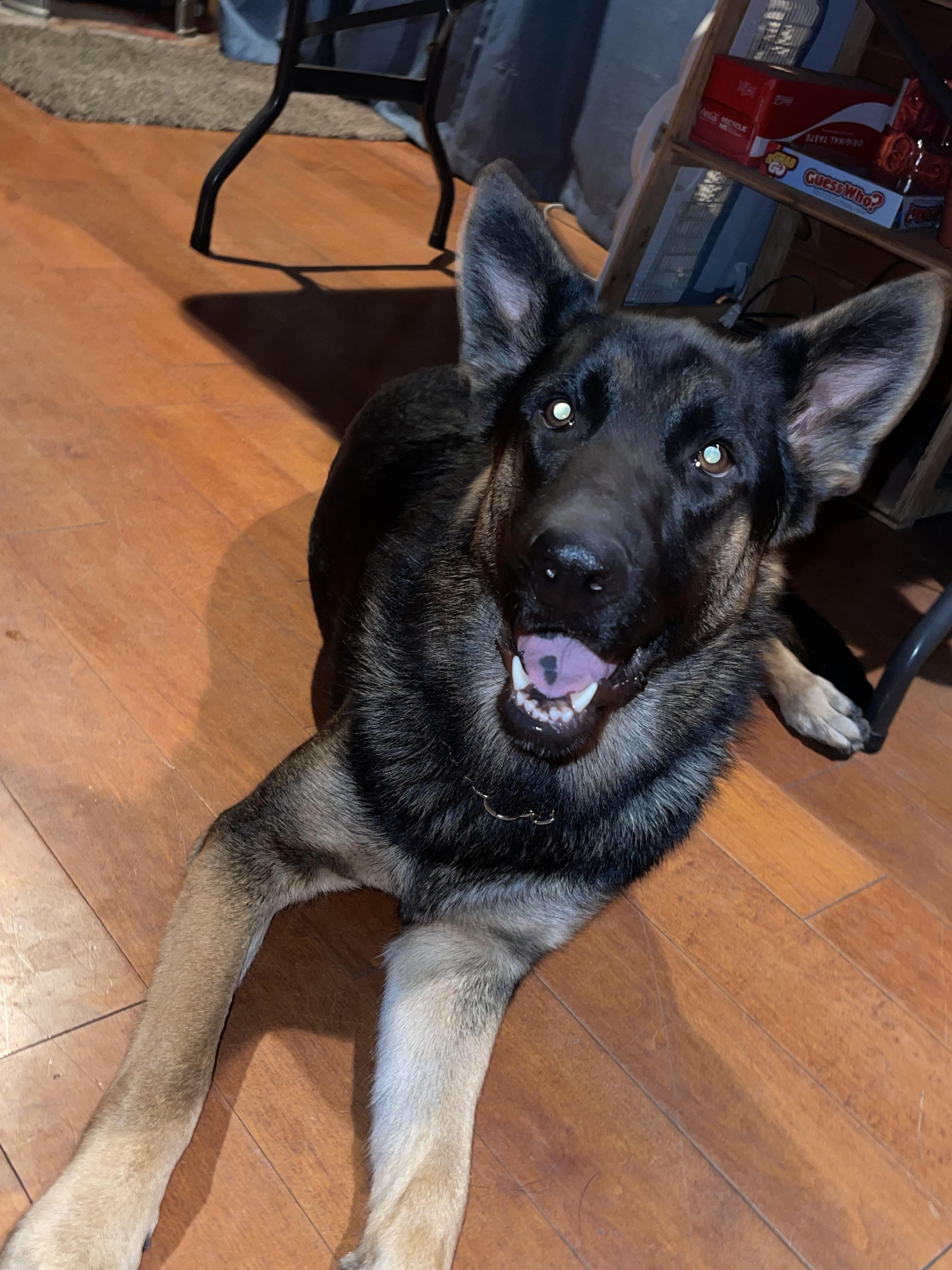 Enlarge Tank, an adopted German Shepherd Dog in Media, PA image 2/6