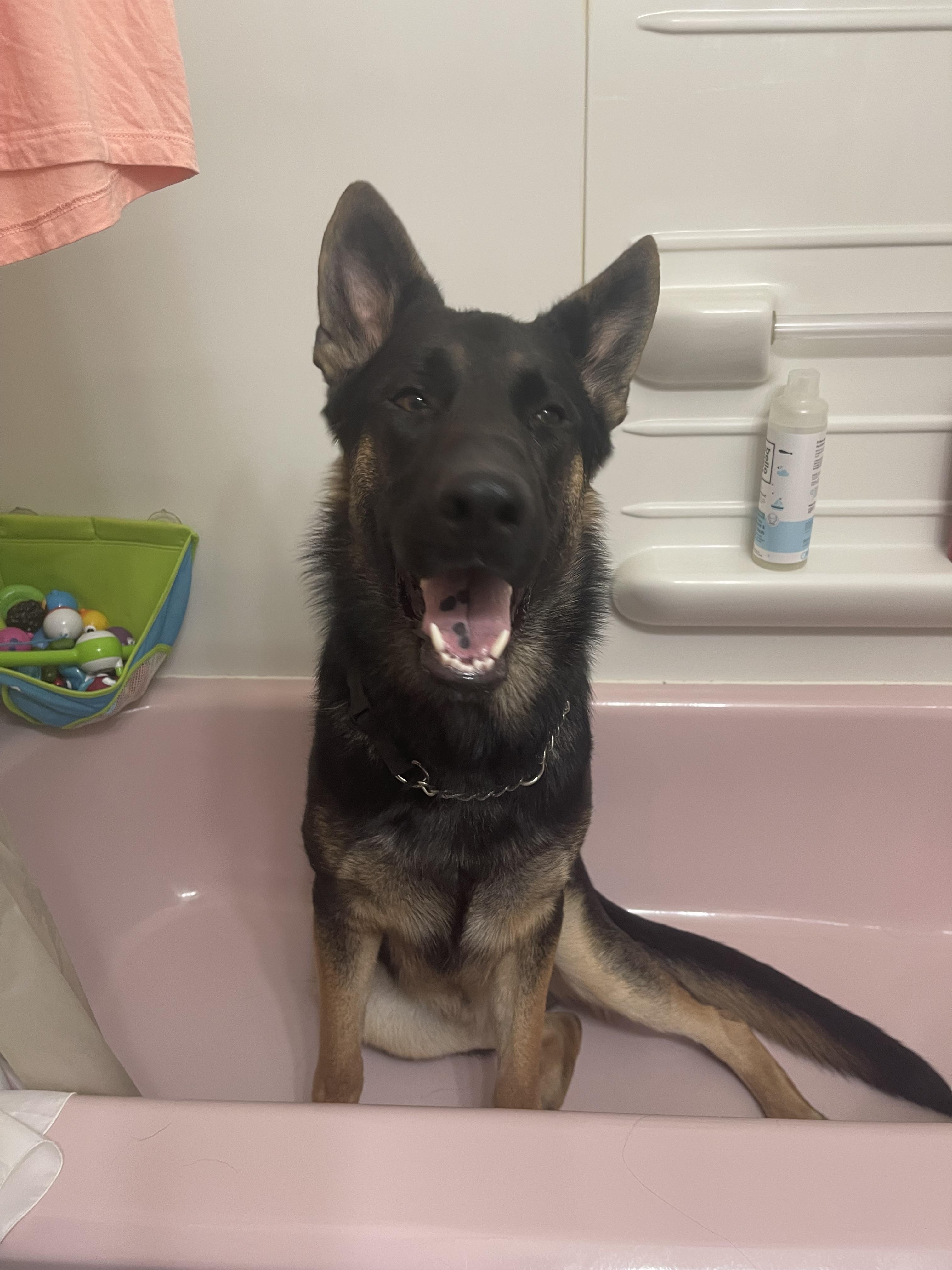 Enlarge Tank, an adopted German Shepherd Dog in Media, PA image 6/6