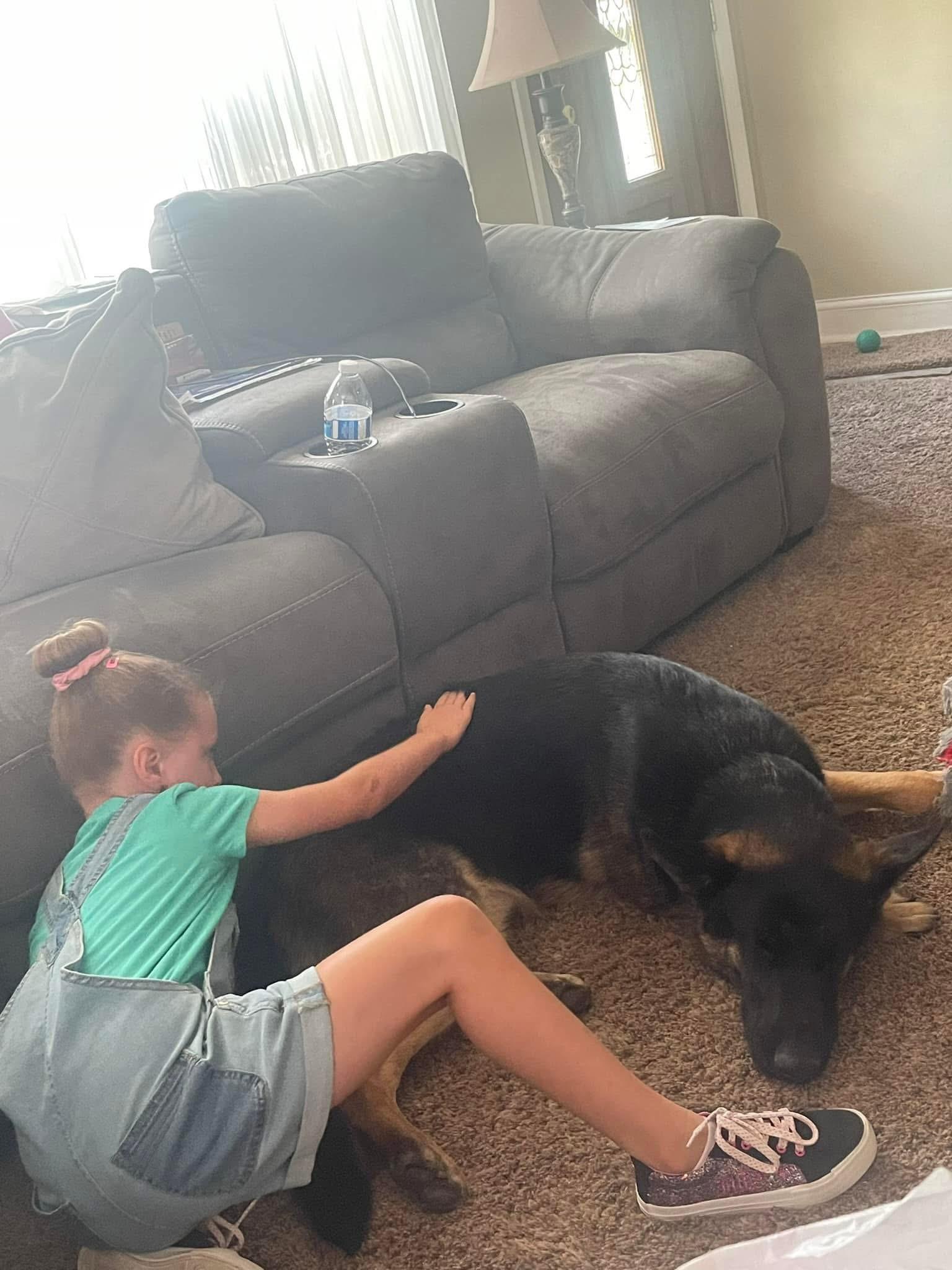 Tank, adopted, Adult Male German Shepherd Dog.