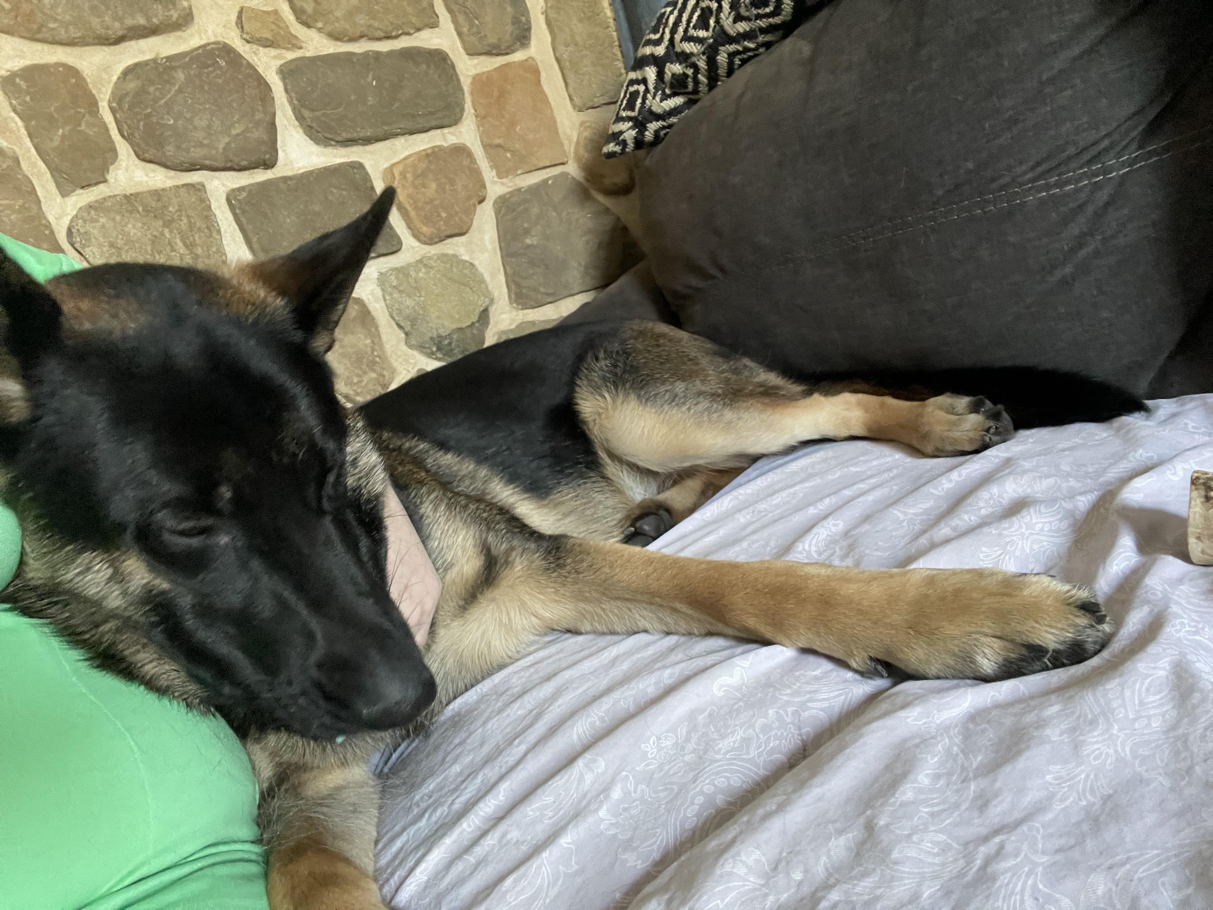 Enlarge Tank, an adopted German Shepherd Dog in Media, PA image 3/6