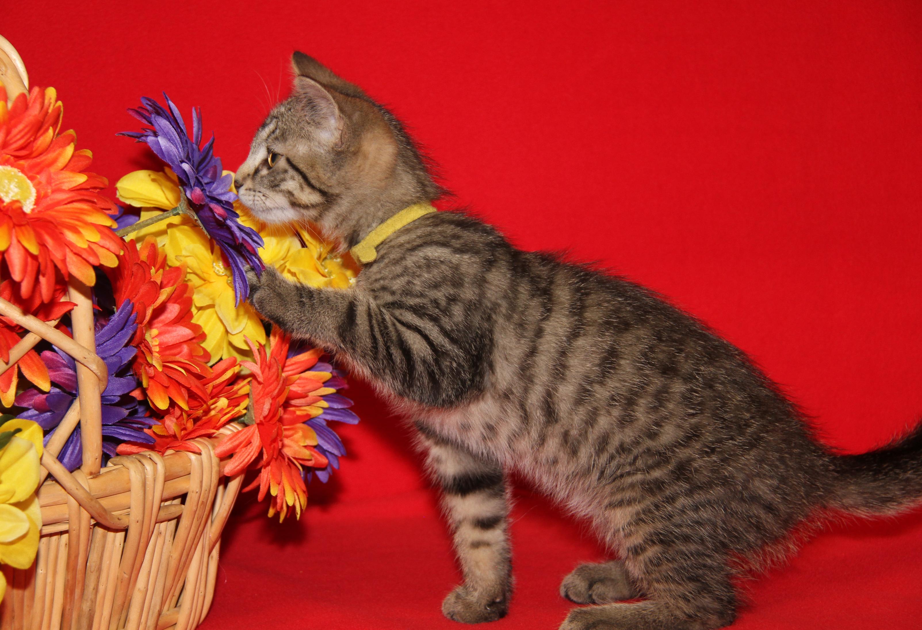 Finch (Neutered) (Photos July 4th 2026), an adopted mixed breed in Marietta, OH image 6/6