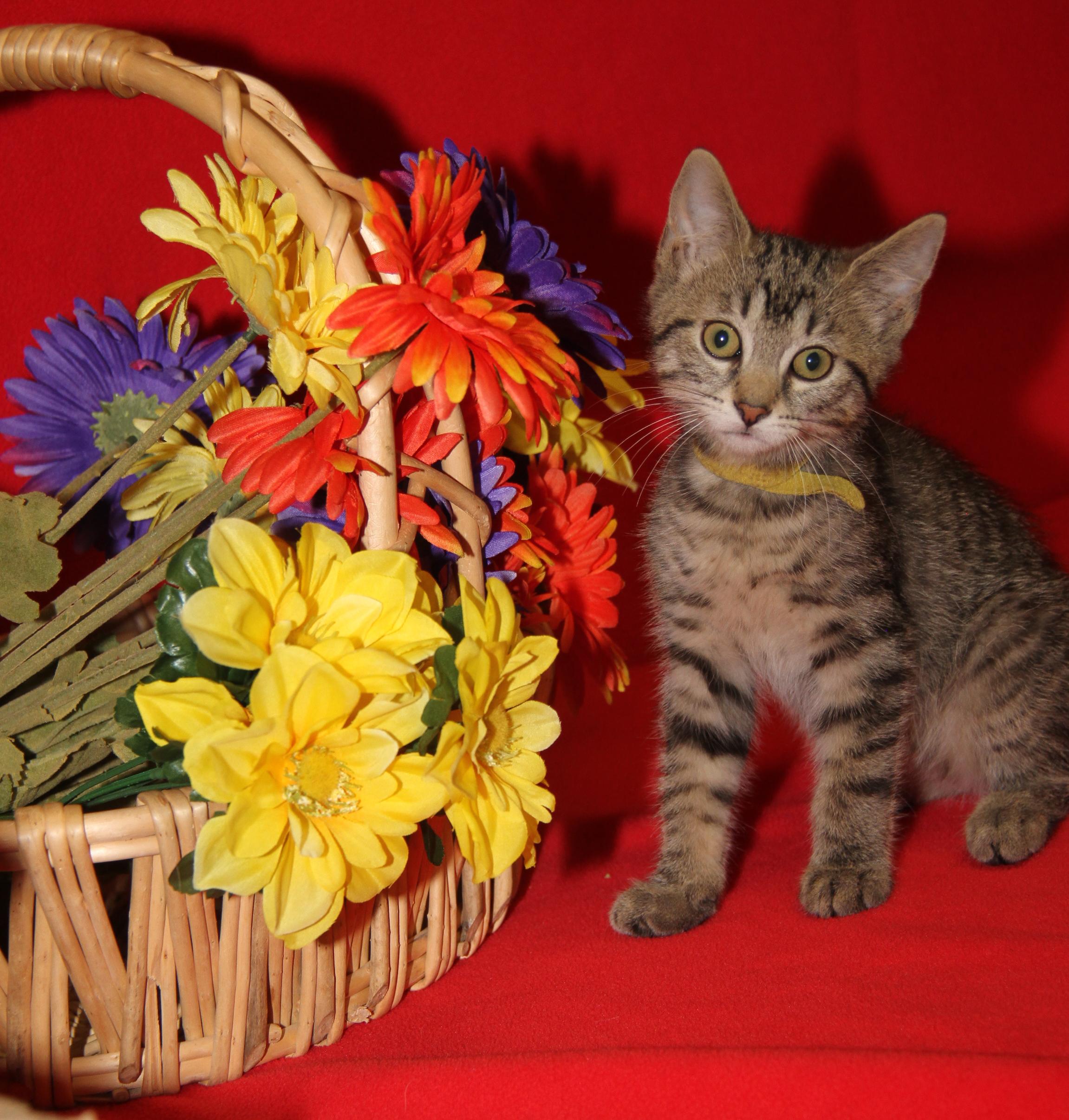 Finch (Neutered) (Photos July 4th 2026), an adopted mixed breed in Marietta, OH image 3/6